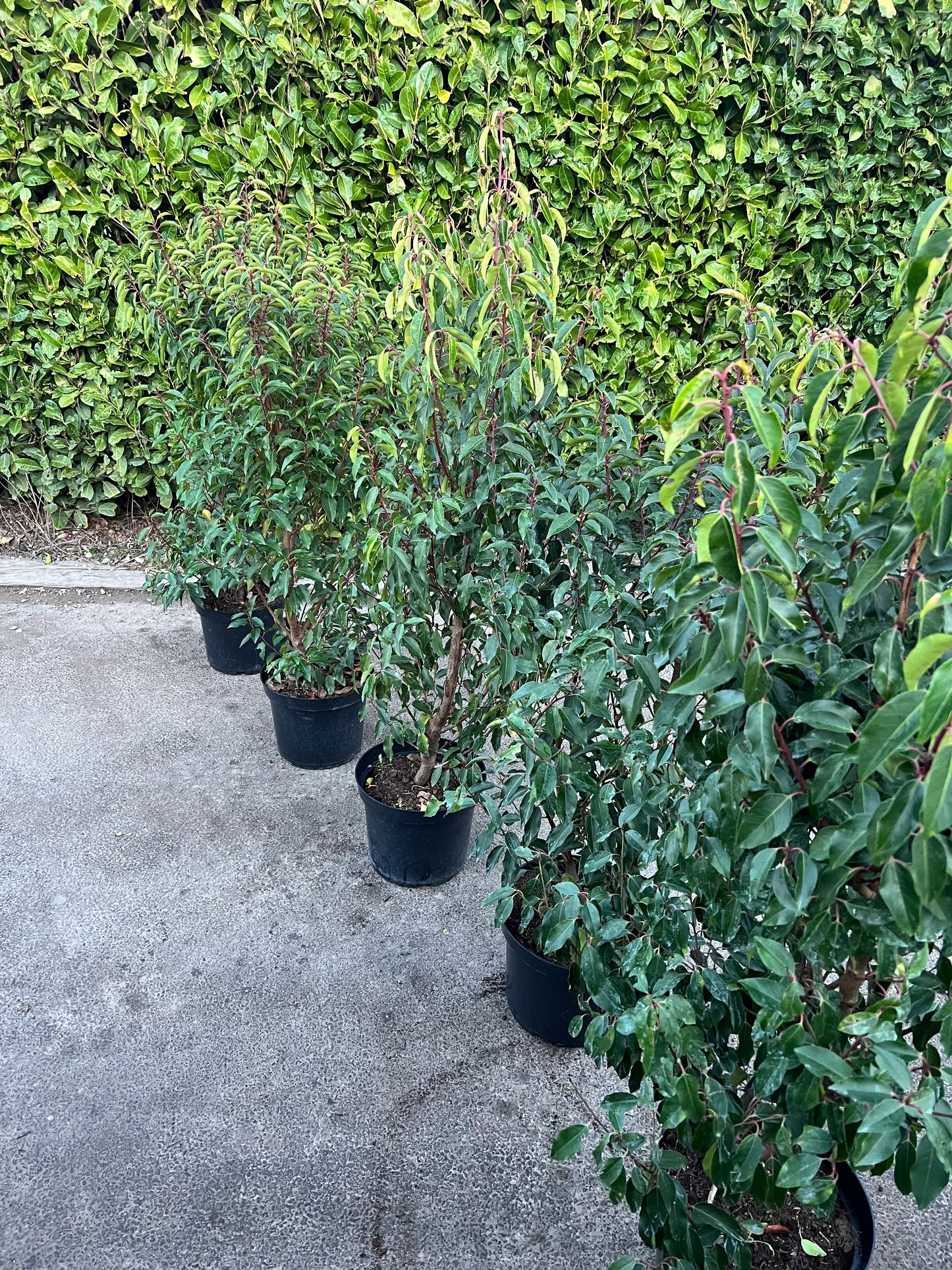 5 x 4ft 125cm Portuguese Laurels 5 Litre Pot Healthy Established