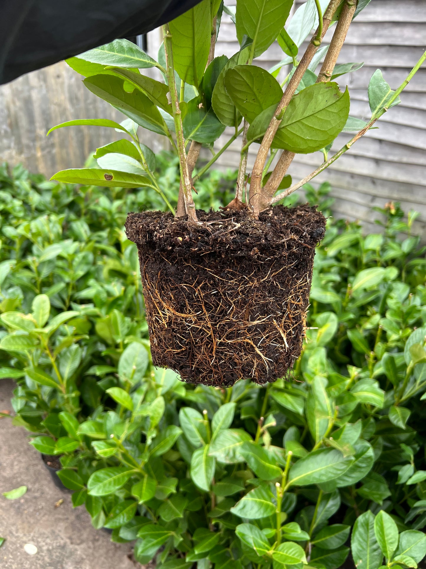 10 x 75cm Potted Cherry Laurel Instant Hedging 3 Litre Pot