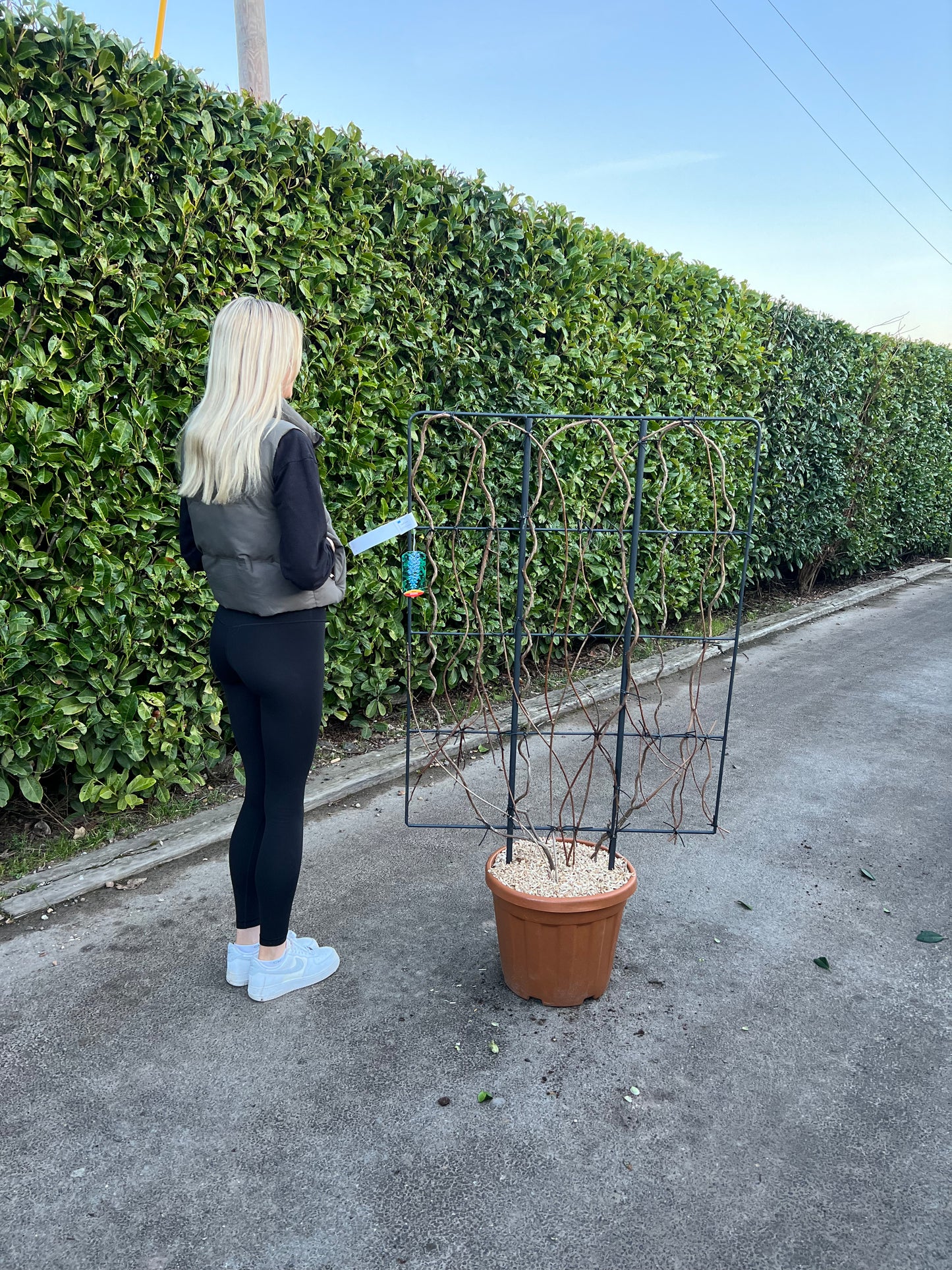 5ft Wisteria Floribunda ‘ITO KUKURIU’ Established 30 Litre Pot