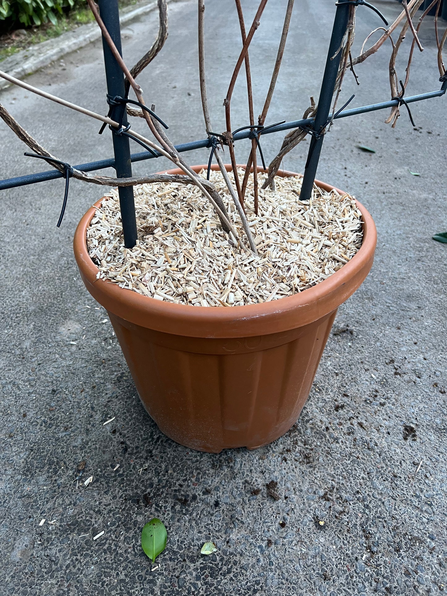 5ft Wisteria Floribunda ‘ITO KUKURIU’ Established 30 Litre Pot