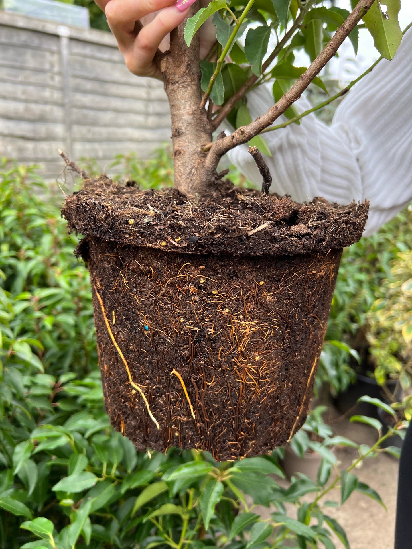 5 x 4ft 125cm Portuguese Laurels 5 Litre Pot Healthy Established